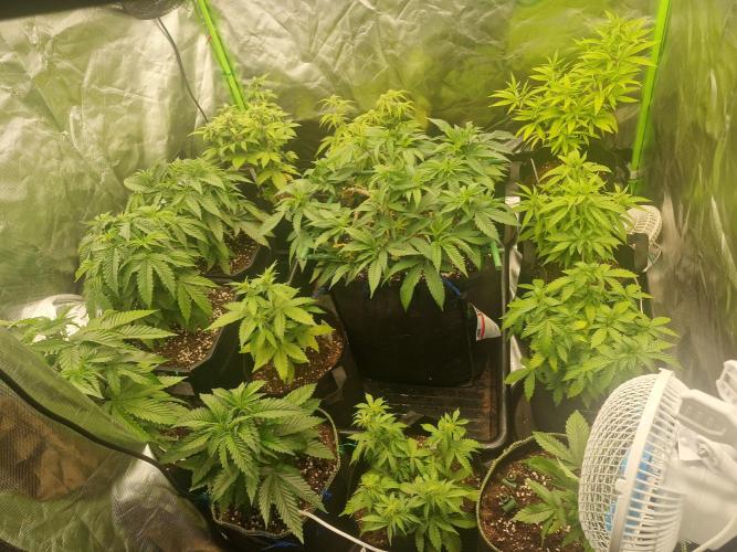 Cutting/seedling veg chamber. Week 5