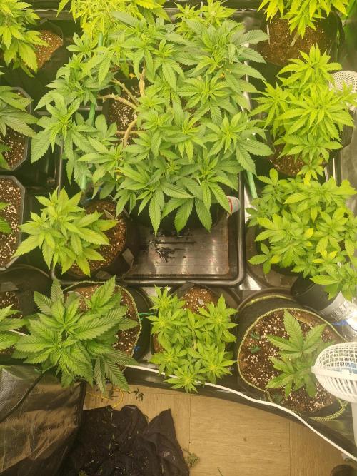 Cutting/seedling veg chamber. Week 5