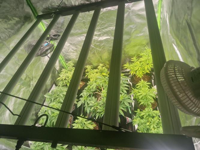 Cutting/seedling veg chamber. Week 5