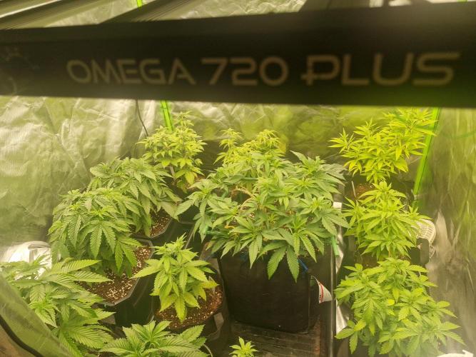 Cutting/seedling veg chamber. Week 5