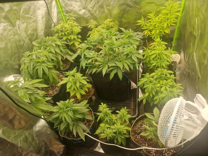 Cutting/seedling veg chamber. Week 5