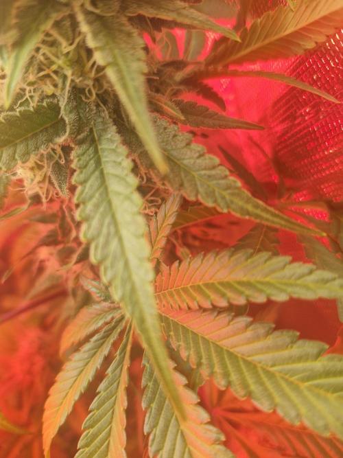 Permanent Marker!¡!. Week 10