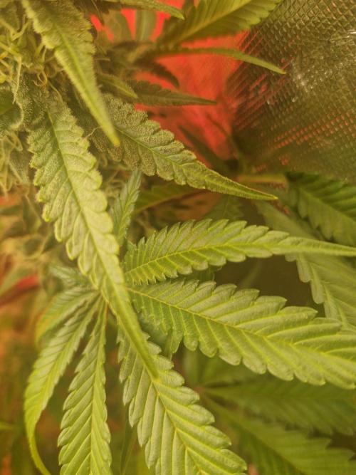 Permanent Marker!¡!. Week 10