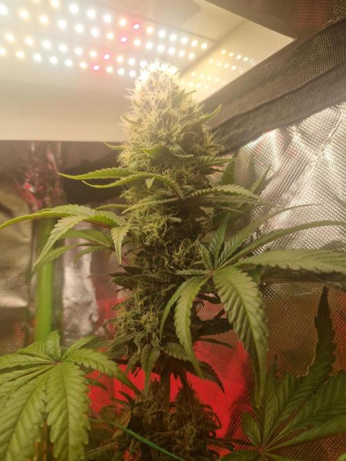 Permanent Marker!¡!. Week 10