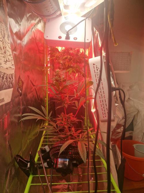 Black lebanon. Week 8