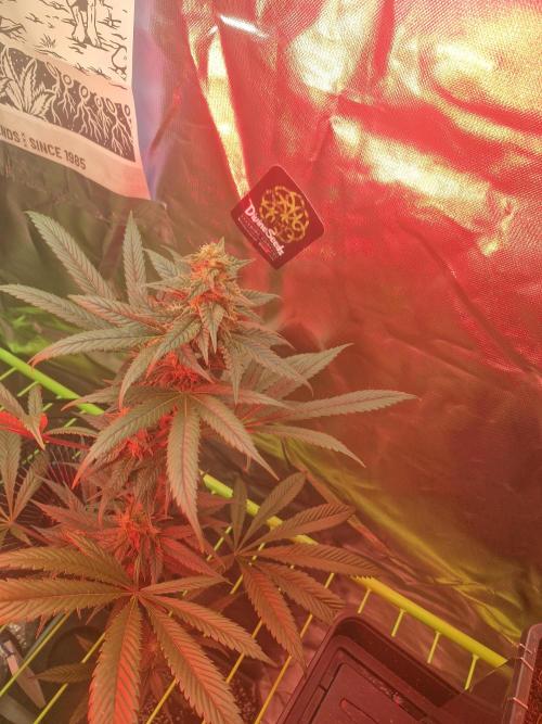 Black lebanon. Week 8