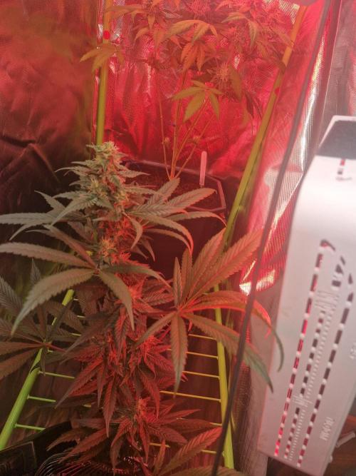 Black lebanon. Week 8