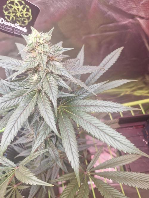 Black lebanon. Week 8