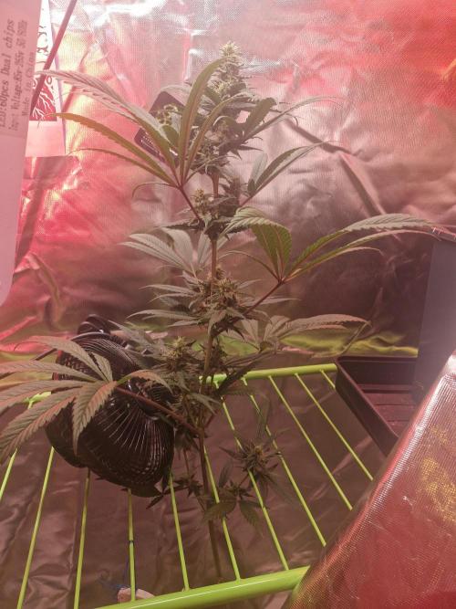 Black lebanon. Week 8