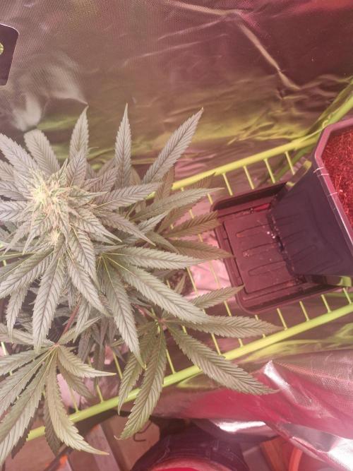 Black lebanon. Week 8