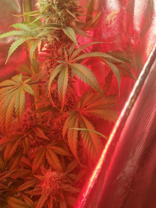 Black lebanon. Week 8