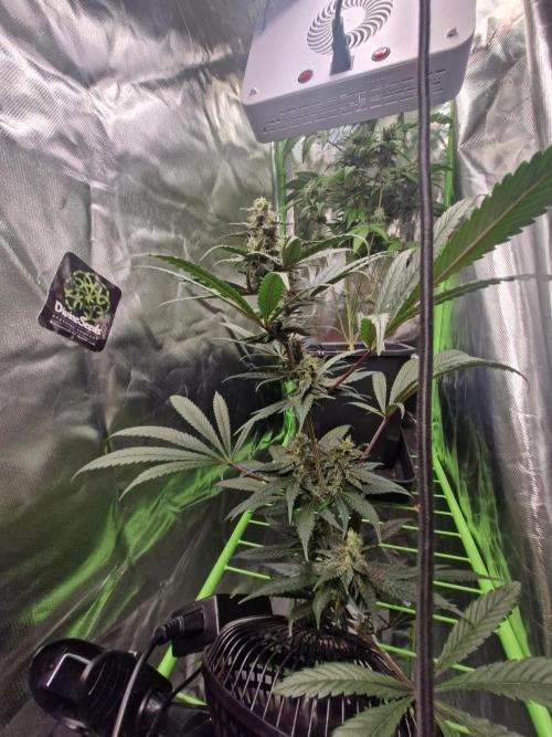 Black lebanon. Week 9