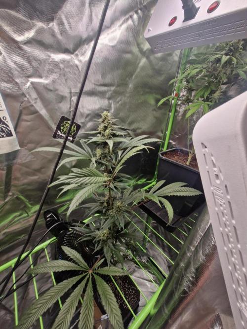 Black lebanon. Week 9