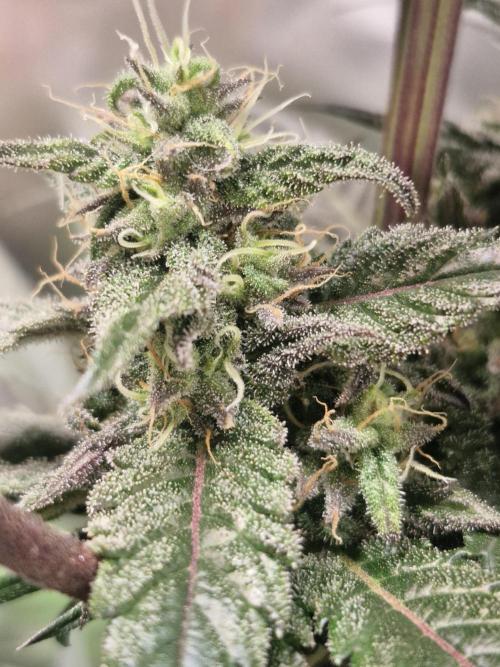 Black lebanon. Week 9