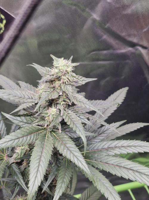 Black lebanon. Week 9