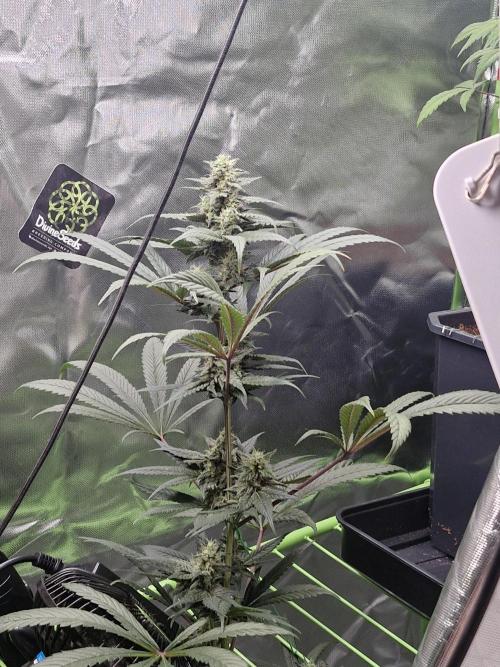 Black lebanon. Week 9