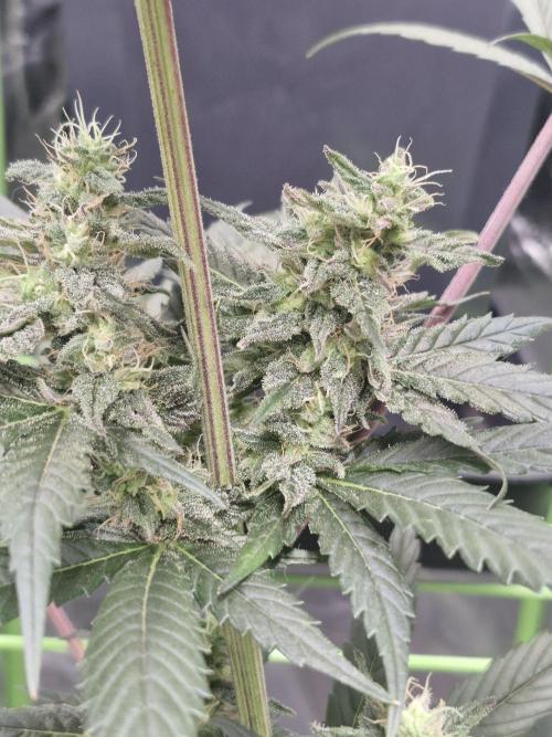 Black lebanon. Week 9