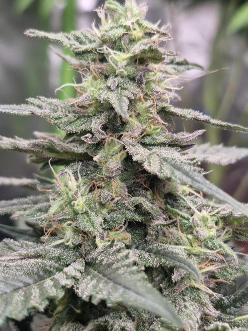 Black lebanon. Week 9