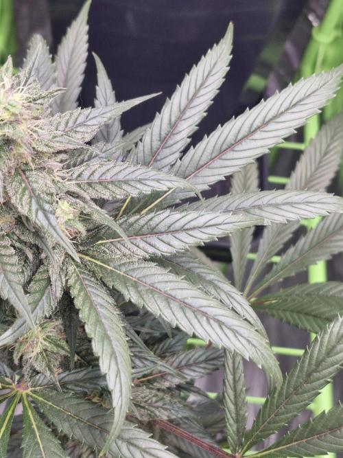 Black lebanon. Week 9