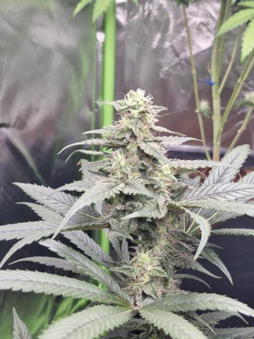 Black lebanon. Week 9