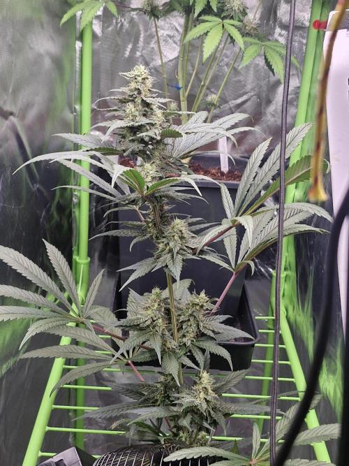 Black lebanon. Week 9