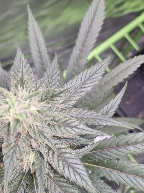 Black lebanon. Week 9