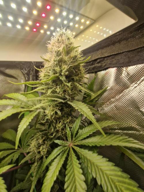 Permanent Marker!¡!. Week 12