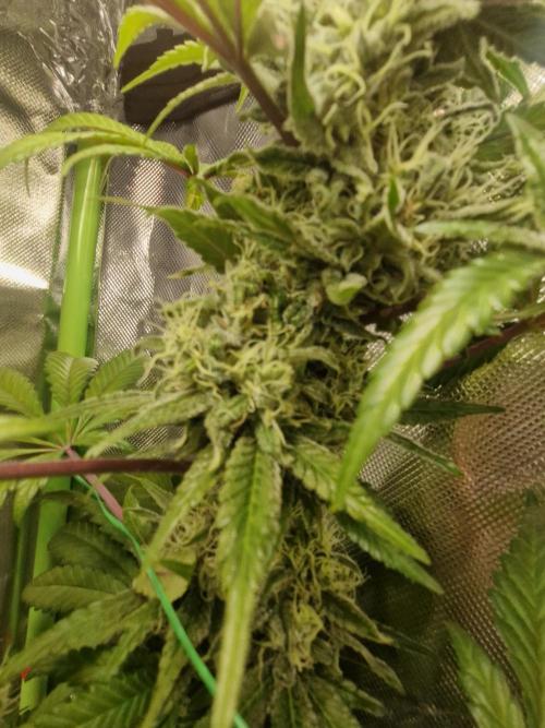 Permanent Marker!¡!. Week 12