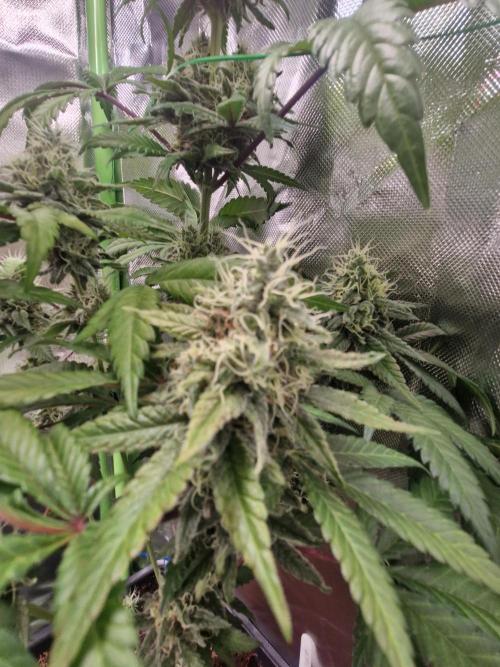 Permanent Marker!¡!. Week 12