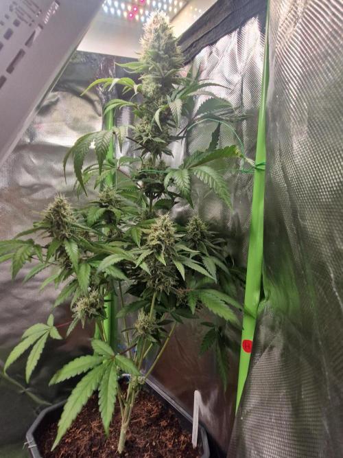 Permanent Marker!¡!. Week 12