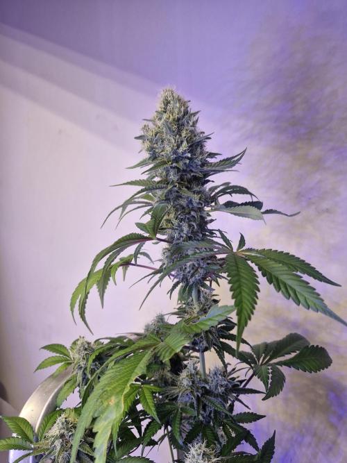 Permanent Marker!¡!. Week 13