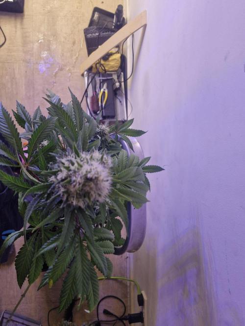 Permanent Marker!¡!. Week 13