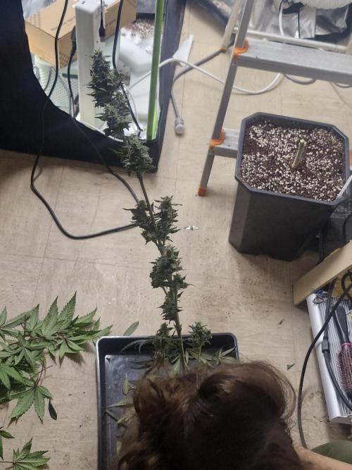 Black lebanon. Week 10