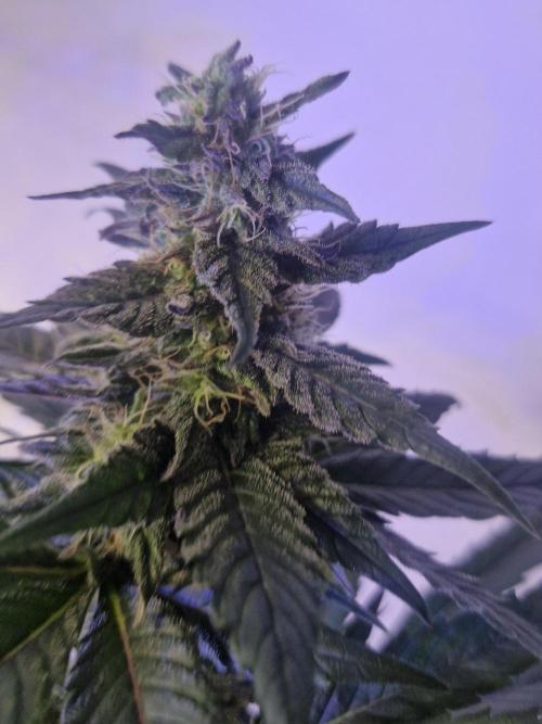 Black lebanon. Week 10