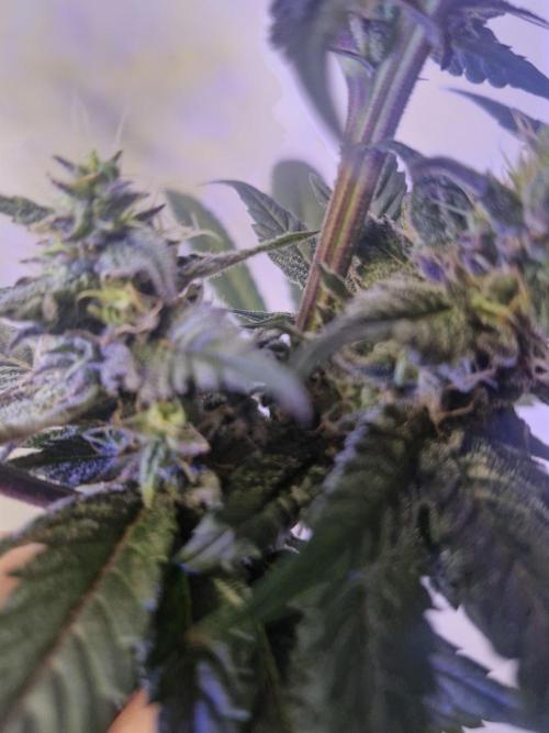 Black lebanon. Week 10