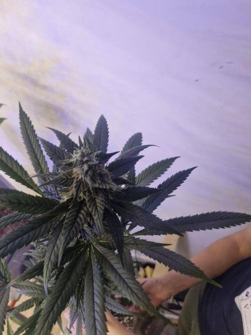 Black lebanon. Week 10