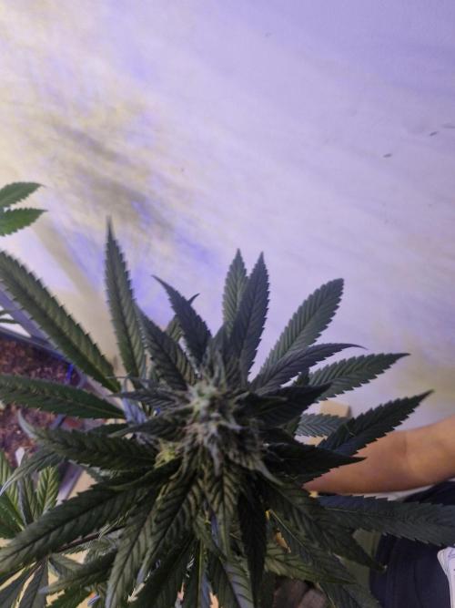 Black lebanon. Week 10