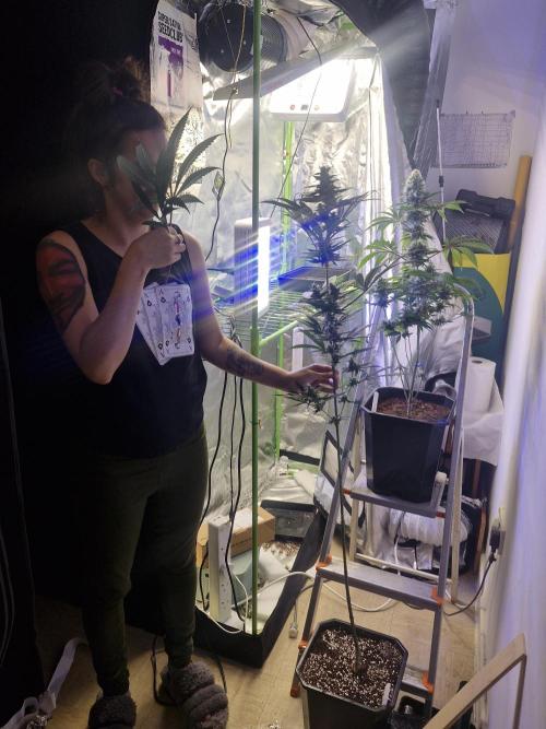 Black lebanon. Week 10 - Loving the smell of this beautiful bastard!