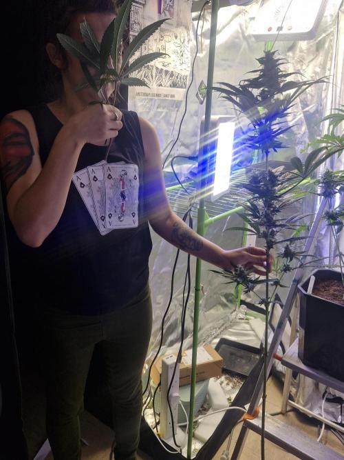 Black lebanon. Week 10 - Cant get enough of the smell