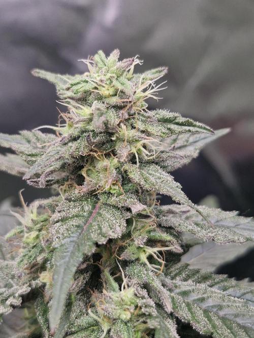 Black lebanon. Week 10