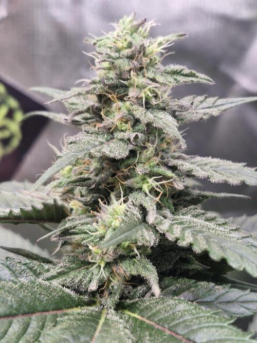 Black lebanon. Week 10