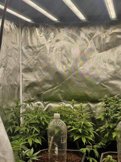 Greenhouse seed company. Week 0