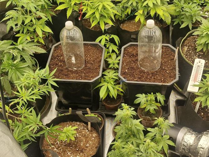 Greenhouse seed company. Week 0