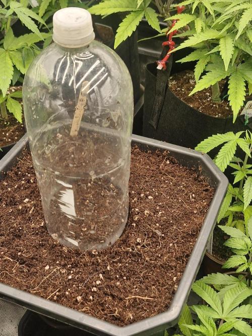 Greenhouse seed company. Week 0