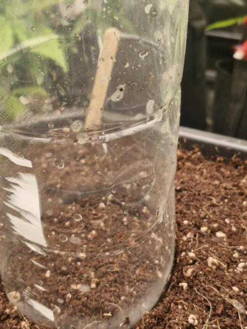 Greenhouse seed company. Week 0