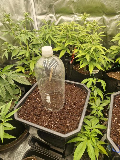 Greenhouse seed company. Week 0