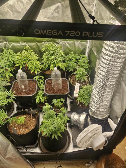 Greenhouse seed co Chemical Candy auto. Week 0