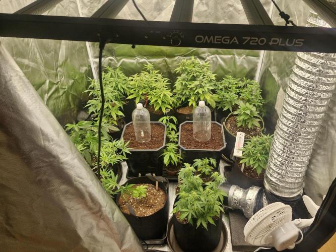 Greenhouse seed co Chemical Candy auto. Week 0