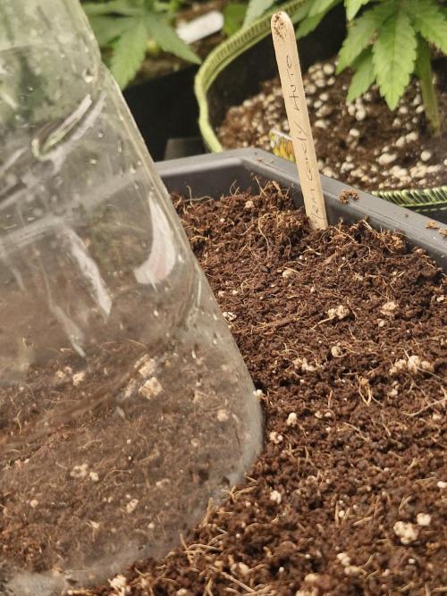 Greenhouse seed co Chemical Candy auto. Week 0