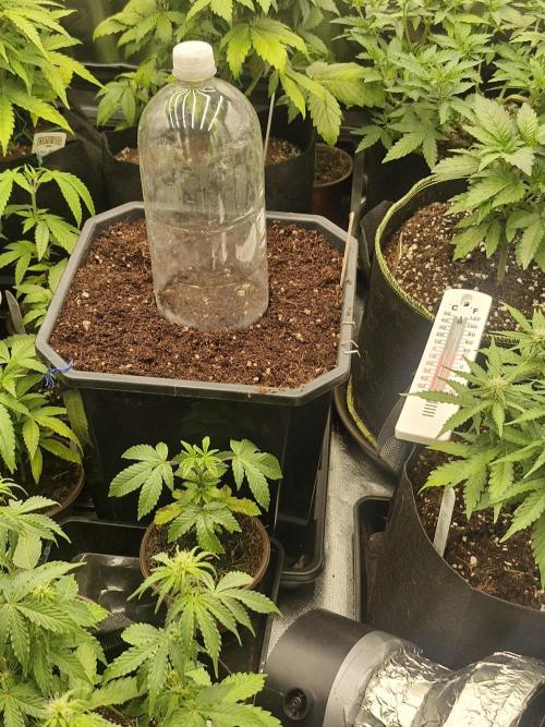 Greenhouse seed co Chemical Candy auto. Week 0